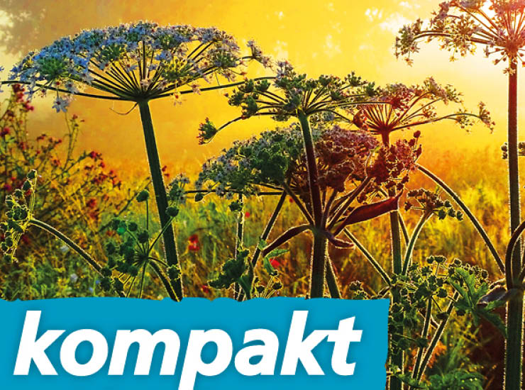 Blumen auf einer Wiese - Kompakt 2_2024