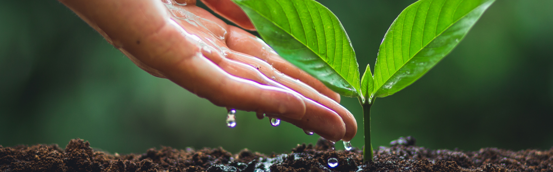 Eine Hand lässt Wassertropfen auf eine Pflanze tropfen
